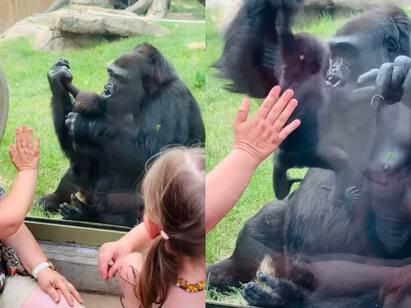 mother gorilla shows off her baby to visitors in canada zoo Watch Video:மகேந்திர பாகுபலி... மிருகக்காட்சி சாலையில் குழந்தையை தூக்கிக் காட்டி மகிழ்ந்த கொரில்லா!