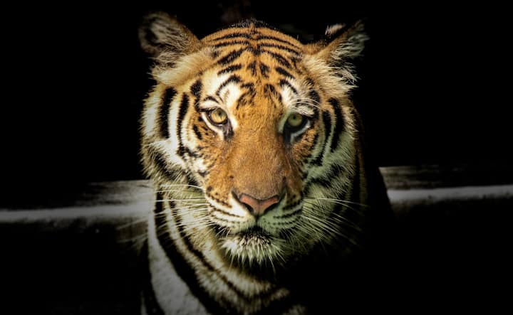 আজ ২৯ জুলাই আন্তর্জাতিক ব্যাঘ্র দিবস। বিশ্বজুড়ে ক্রমশই কমছে বাঘেদের সংখ্যা। তাই সচেতনতা বাড়াতেই প্রতি বছর ২৯ জুলাই পালিত হয় আন্তর্জাতিক ব্যাঘ্র দিবস।