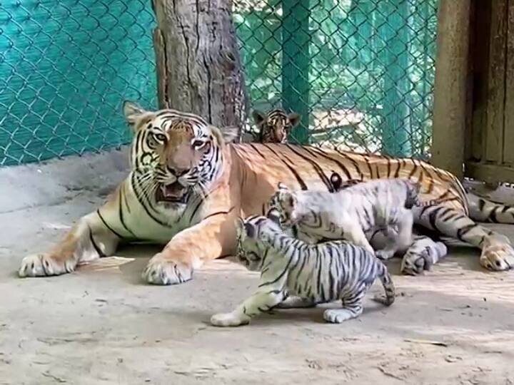 International Tiger Day: What did Bihar CM Nitish Kumar name the four cubs in Patna Zoo know here ann International Tiger Day: नीतीश कुमार ने पटना जू में चारों शावकों का नाम क्या रखा? जानकर आपको भी लगेगा अच्छा