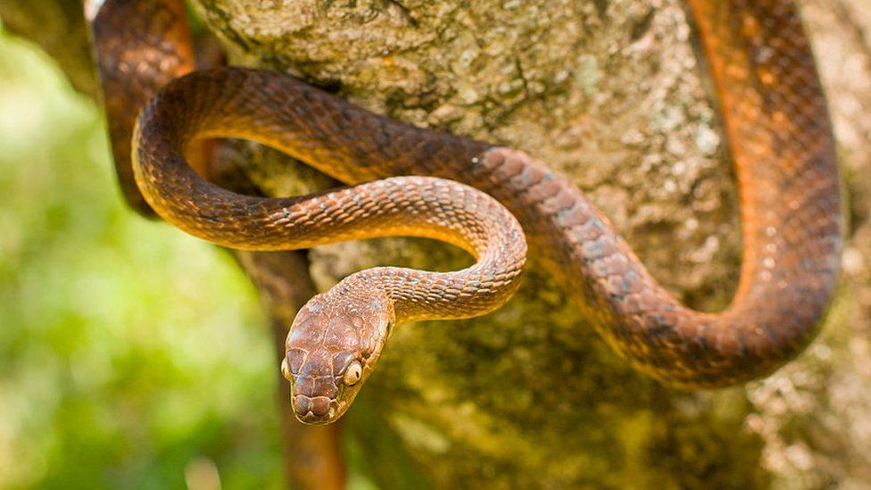 Frog and Snake : बेडूक आणि सापाच्या 'या' दोन प्रजातींचा जागतिक अर्थव्यवस्थेला फटका, 1.20 लाख कोटी रुपयांचे नुकसान 