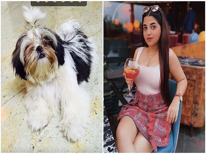 Kannada actress NirushaRavi thanks thief for returning stolen dog Nirusha Ravi: திருடுபோன நாய்..கதறி அழுத நடிகை! பாவம் பார்த்து திருப்பிக்கொடுத்த திருடன்.. அடடே சம்பவம்!