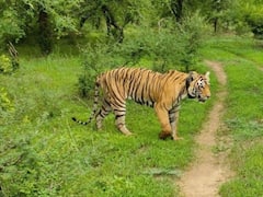 International Tiger Day: हाड़ौती के पहले राष्ट्रीय मुकुंदरा टाइगर रिजर्व बदहाल, प्रशासन की लापरवाही से हो रहा ये नुकसान