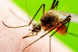 Japanese Encephalitis : ਜਾਣੋ ਜਾਨਲੇਵਾ ਮੱਛਰ ਤੋਂ ਹੋਣ ਵਾਲੀ ਬਿਮਾਰੀ ਦੇ ਲੱਛਣ, ਕਾਰਨ ਤੇ ਇਲਾਜ