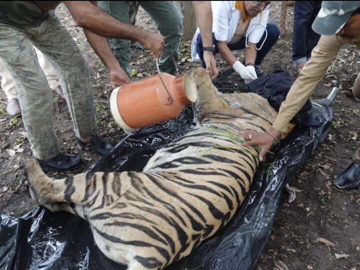 Sundari Tigress: भोपाल के वन विहार में विशेष निगरानी में 'सुंदरी' बाघिन, पर्यटक कब कर सकेंगे दीदार? MP know about sundari tigress getting ready for the sight of tourists ANN Sundari Tigress: भोपाल के वन विहार में विशेष निगरानी में 'सुंदरी' बाघिन, पर्यटक कब कर सकेंगे दीदार?