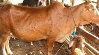 Lumpy Virus: ગુજરાતના 20 જિલ્લામાં પશુઓમાં લમ્પી વાયરસ ફેલાતાં ફફડાટ, પશુપાલકો આ નંબર કરો ડાયલ