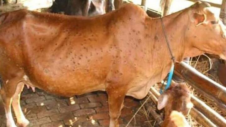 Lumpy Infection, 3359 cattle died due to lumpy skin in Punjab, 74325 infected, Center seeks help Lumpy Infection: ਪੰਜਾਬ 'ਚ ਲੰਪੀ ਸਕਿੱਨ ਨਾਲ 3359 ਪਸ਼ੂਆਂ ਦੀ ਮੌਤ, 74325 ਸੰਕਰਮਿਤ, ਕੇਂਦਰ ਨੂੰ ਮਦਦ ਦੀ ਗੁਹਾਰ