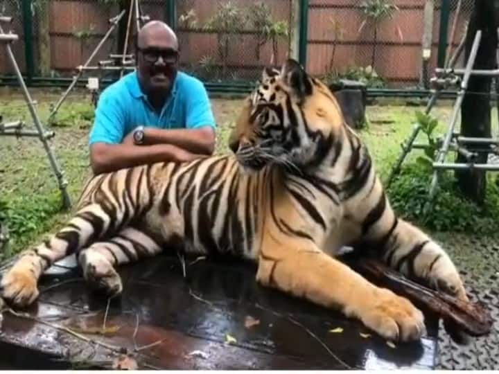 AIADMK Former minister Jayakumar took a video with the tiger Watch Video: ‛புலியெல்லாம் எனக்கு எலி மாதிரி...’ பாயும் புலி முன் ரிலாக்ஸ் வீடியோ எடுத்த முன்னாள் அமைச்சர் ஜெயக்குமார்!