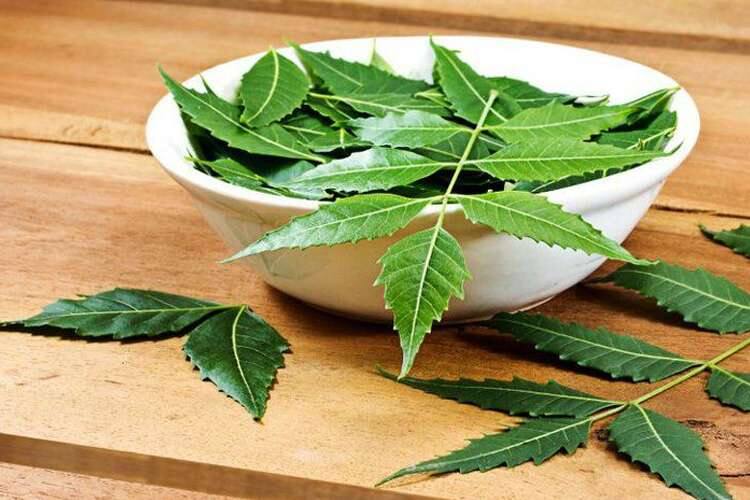 Neem Leaves: Neem leaves have cure for many diseases, use it in this way to stay healthy Neem Leaves : ਨਿੰਮ ਦੀਆਂ ਪੱਤੀਆਂ 'ਚ ਹੁੰਦੈ ਕਈ ਬਿਮਾਰੀਆਂ ਦਾ ਇਲਾਜ, ਸਿਹਤਮੰਦ ਰਹਿਣ ਲਈ ਇਸ ਤਰੀਕੇ ਨਾਲ ਕਰੋ ਵਰਤੋਂ