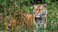 World Tiger Day 2022: बाघ देखने के शौकीन हो तो ,MP के इन फेमस नेशनल पार्क की करें सैर