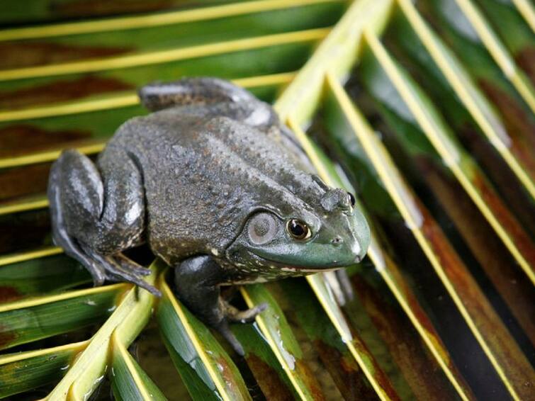 2 Invasive Frog and Snake Species Cost World Economy $16 Billion Frog and Snake : बेडूक आणि सापाच्या 'या' दोन प्रजातींचा जागतिक अर्थव्यवस्थेला फटका, 1.20 लाख कोटी रुपयांचे नुकसान 