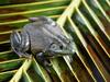Frog and Snake : बेडूक आणि सापाच्या 'या' दोन प्रजातींचा जागतिक अर्थव्यवस्थेला फटका, 1.20 लाख कोटी रुपयांचे नुकसान 
