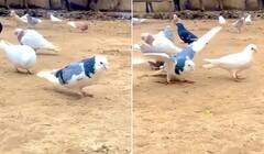 Watch: ਕਬੂਤਰ ਨੇ ਖੰਭ ਫੈਲਾ ਕੇ ਲਗਾਤਾਰ ਮਾਰੇ ਕਈ ਬੈਕਫਲਿਪ, ਲੋਕਾਂ ਨੇ ਕਿਹਾ- ਟਾਈਗਰ ਸ਼ਰਾਫ ਅਤੇ ਵਿਦਯੁਤ ਜਾਮਵਾਲ ਦਾ ਹੈ ਪ੍ਰਸ਼ੰਸਕ