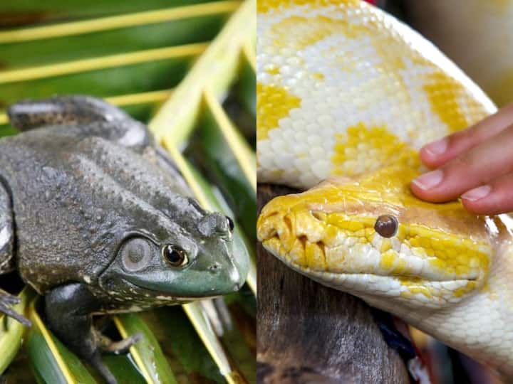 Viral News Frog Snakes ate 16 billion Dollars from Global Economy Study Check Details Viral News: ఆ కప్పలు, పాముల వల్ల గ్లోబల్‌ ఎకానమీకి వందల కోట్ల నష్టం - షాకింగ్ సర్వే
