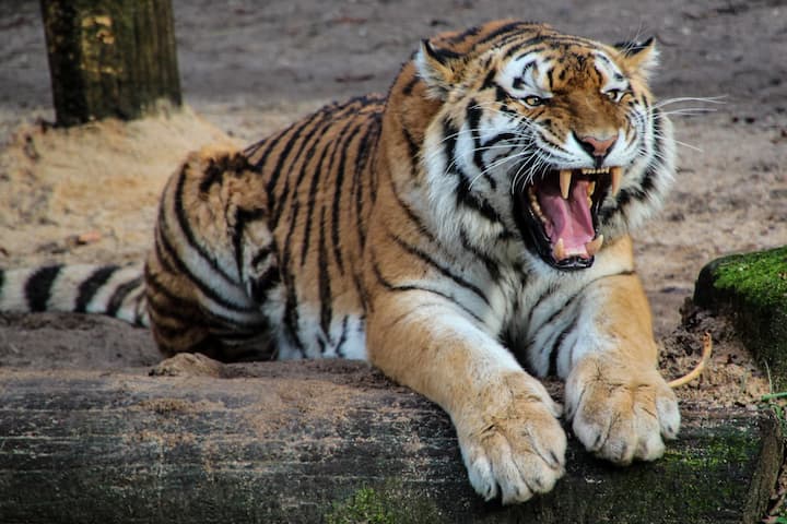 Tigers: আজ ২৯ জুলাই আন্তর্জাতিক ব্যাঘ্র দিবস। এই বিশেষ দিনে জেনে নিন ভারতের বিখ্যাত টাইগার রিজার্ভগুলি।
