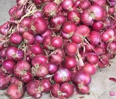 ਕਿਸਾਨਾਂ ਲਈ ਖੁਸ਼ਖਬਰੀ! ਇੰਡੋ-ਡੱਚ ਸਮਝੌਤੇ ਰਾਹੀਂ  ਸੰਗਰੂਰ 'ਚ ਪਿਆਜ਼ ਲਈ ਪਹਿਲਾ ਸੈਂਟਰ ਆਫ ਐਕਸੀਲੈਂਸ ਕੀਤਾ ਜਾਵੇਗਾ ਸਥਾਪਤ