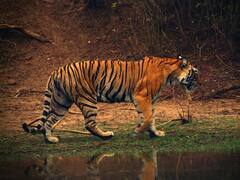 International Tiger Day 2022: పులులు కూడా ఇంట్రావర్ట్‌లేనట - వాటి గంభీరం, గాండ్రింపు అంతా పైపైకే