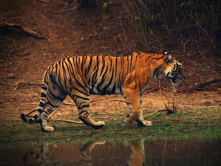 International Tiger Day 2022: Interesting Facts About Tigers, Know Details Here International Tiger Day 2022: పులులు కూడా ఇంట్రావర్ట్‌లేనట - వాటి గంభీరం, గాండ్రింపు అంతా పైపైకే