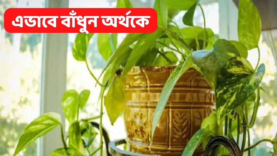 Vastu Tips For Money Plant: আর্থিক লাভের জন্য ছটফট করছেন? তাহলে শুক্রবার মানি প্ল্যান্টে এভাবে বাঁধুন লাল সুতো vastu tips you want to get rid of money problem then tie this red thread in money plant Vastu Tips For Money Plant: আর্থিক লাভের জন্য ছটফট করছেন? তাহলে শুক্রবার মানি প্ল্যান্টে এভাবে বাঁধুন লাল সুতো