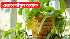 Vastu Tips For Money Plant: আর্থিক লাভের জন্য ছটফট করছেন? তাহলে শুক্রবার মানি প্ল্যান্টে এভাবে বাঁধুন লাল সুতো