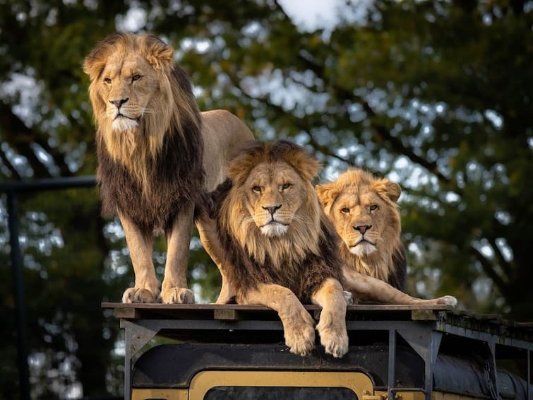 pakistan selling lions at price less than buffaloes trending marathi news Trending News : पाकिस्तानाचं आर्थिक दिवाळं! म्हशीपेक्षा कमी किंमतीत सिंहांची विक्री, किंमत वाचून व्हाल थक्क