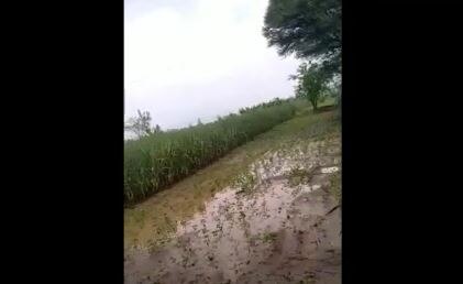 Satara Rain : साताऱ्यातील वाई कवठेमध्ये ढगफुटी सदृश्य पाऊस, शेतीसह घरांचं मोठं नुकसान