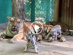 International Tiger Day: पटना जू में आए नए मेहमानों का आज नामकरण, जानिए बिहार में कितनी हुई बाघों की संख्या