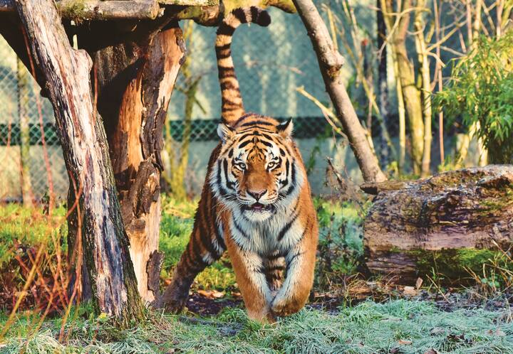 জিম করবেট টাইগার রিজার্ভ- উত্তরাখণ্ডের নৈনিতালে অবস্থিত এই টাইগার রিজার্ভ ভারতের সবচেয়ে পুরনো টাইগার রিজার্ভ। এখানেই ১৯৭৩ সালে প্রোজেক্ট টাইগার লঞ্চ হয়েছিল।