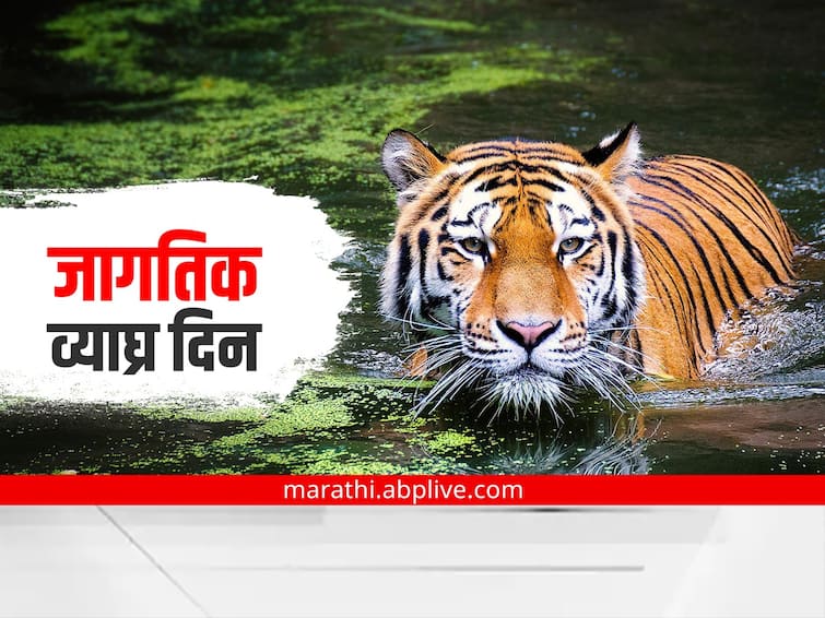 International Tiger Day 2022 know history significance and importance of the day marathi news International Tiger Day 2022 : आज जागतिक व्याघ्र दिन; का साजरा केला जातो हा दिवस? जाणून घ्या