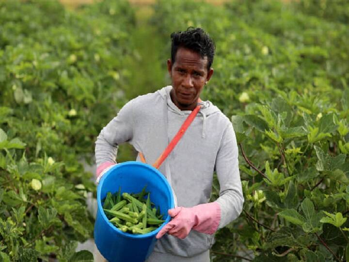 Grow Okra or growing lady's finger by drip irrigation technique to get Bumper production before time Farming Technique: इस विधि से भिंडी उगाकर समृद्ध हो रहे हैं यूपी के किसान, समय से पहले मिल जाती हैं भिंडी की पैदावार