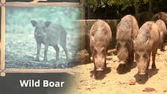 Vizag Zoo Curator : రీల్ కోసం వైల్డ్ లైఫ్ డిస్ట్రబ్ చేసిన ఐదుగురిపై కేసులు | ABP Desam