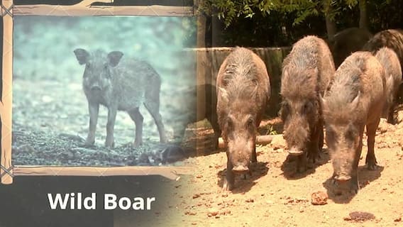 Vizag Zoo Curator : రీల్ కోసం వైల్డ్ లైఫ్ డిస్ట్రబ్ చేసిన ఐదుగురిపై కేసులు | ABP Desam