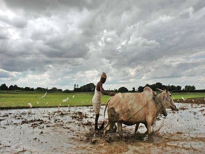 Gujarat Agriculture News: Agriculture department orders survey for more two districts with rain affect Gujarat Agriculture Survey: અતિવૃષ્ટિથી થયેલી નુકસાની મુદ્દે કયા વધુ ત્રણ જિલ્લામાં અપાયો સર્વેનો આદેશ ? જાણો વિગત