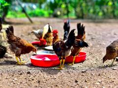 Poultry Farming: खेती के साथ शुरु करें Zero Investment मुर्गी पालन, हर साल मिलेगा लाखों का मुनाफा