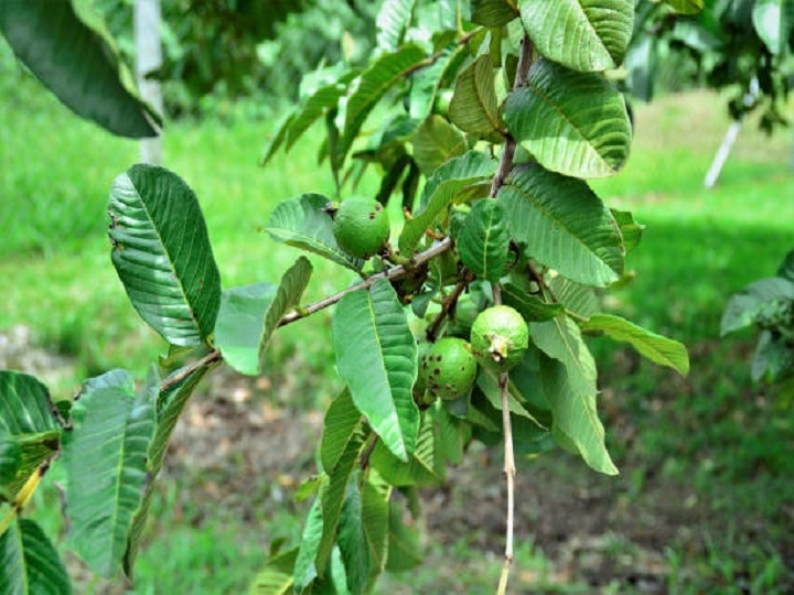 Crop Management: संकट के साये में अमरूद के बाग, इस वजह से घट सकता है फलों का उत्पादन