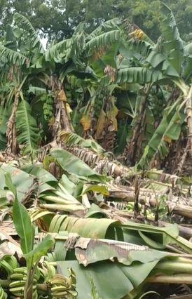 हिंगोलीत अतिवृष्टीचा केळीच्या बागांना तडाखा