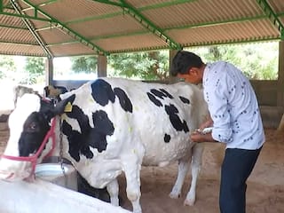 Lumpy Virus : લમ્પી વાયરસના કહેર સામે અત્યાર સુધીમાં ગુજરાત સરકારે શું કાર્યવાહી કરી, જાણો વિગત