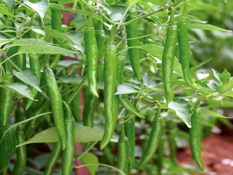 Agriculture News: Know how to do green chili cultivation in kharif season Green Chili Cultivation: ખેડૂતોને માલામાલ બનાવી દેશે લીલા મરચાની ખેતી, મબલખ ઉપજ લેવા અપનાવો આ રીત