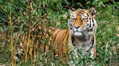 World Tiger Day 2022: વાઘ જોવાના શોખીન છો તો મધ્યપ્રદેશના આ નેશનલ પાર્કની લો મુલાકાત