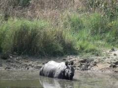 Pilibhit: पीलीभीत टाइगर रिजर्व में राइनो गैंडे बनेंगे आकर्षण का केंद्र, वन विभाग ने की तैयारी