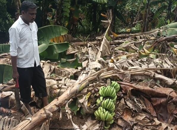 Hingoli banana Crop : हिंगोली जिल्ह्यात अतिवृष्टीचा केळीच्या बागांना तडाखा, तत्काळ मदतीची शेतकऱ्यांची मागणी 