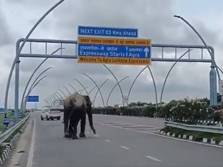 Samajwadi Party Chief Akhilesh Yadav Share video on Twitter of Elephant walking on Agra Lucknow Expressway and target bjp Watch: आगरा-लखनऊ एक्सप्रेस-वे पर आ गया हाथी, अखिलेश यादव ने वीडियो ट्वीट कर बीजेपी सरकार पर यूं कसा तंज