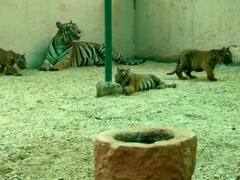 World Tiger Day 2022: कानन पेंडारी जू में बाघिन रंभा के चार शावकों को मिला नाम, वन मंत्री अकबर ने किया नामकरण
