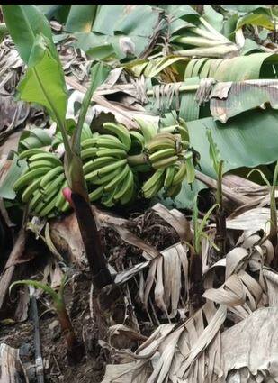 हिंगोली जिल्ह्याला मुसळधार पावसाचा खूप मोठा फटका