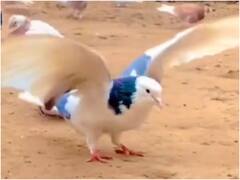 Watch: कबूतर ने गजब अंदाज में मारी बैकफ्लिप, वीडियो देख लोग बोले- कमाल कर दिया