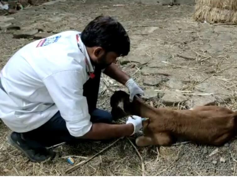 Lumpy Virus in Valsad  The first suspected case of lumpy virus was reported in Valsad district Lumpy Virus : વલસાડ જિલ્લામાં લમ્પી વાયરસનો પ્રથમ શંકાસ્પદ કેસ નોંધાતા પશુપાલન વિભાગ દોડતું થયું