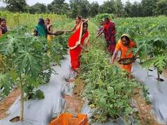 Bastar News: 150 गोठानों में सामुदायिक बाड़ी योजना का विस्तार, आदिवासी ग्रामीण महिलाओं को मिलेगा लाभ