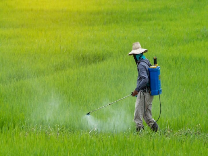 Paddy Cultivation: आपदा को अवसर में बदलना कोई महाराष्ट्र से सीखे, भारी नुकसान के बावजूद अंतिम तरण में पहुंची धान की रोपाई