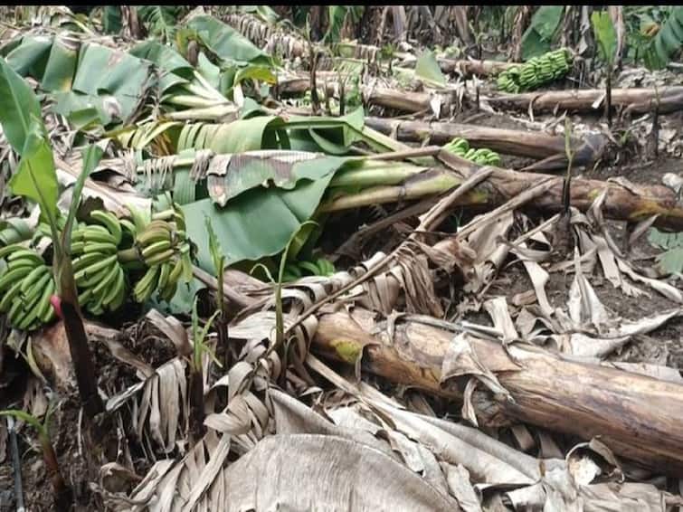 Hingoli banana Crop news Damage to banana crop due to heavy rains in Hingoli district, farmers demand help Hingoli banana Crop : हिंगोली जिल्ह्यात अतिवृष्टीचा केळीच्या बागांना तडाखा, तत्काळ मदतीची शेतकऱ्यांची मागणी 