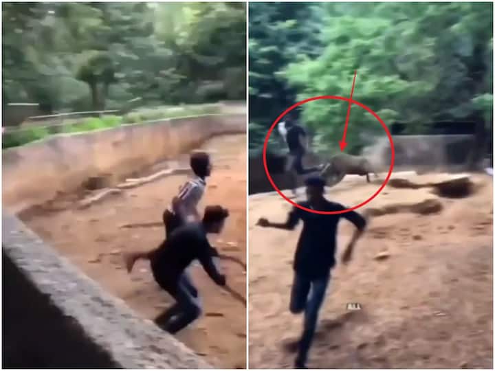 Visakhapatnam Zoo park viral video student enters enclosers wild bore attacked dnn Visakha Zoo Park : విశాఖ జూ పార్క్ లో ఆకతాయిలు హల్ చల్, ఐదుగురు అరెస్టు