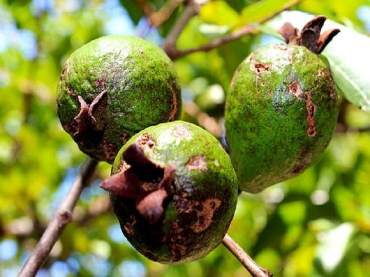 Guava fruit production may decrease due to fungal diseases. Crop Management: संकट के साये में अमरूद के बाग, इस वजह से घट सकता है फलों का उत्पादन
